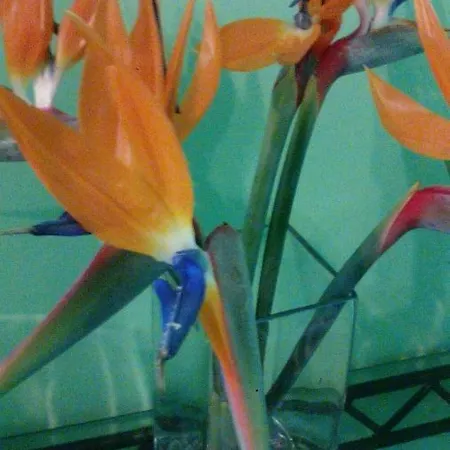 El Puente 31 Santa Cruz de la Palma (Isla de la Palma)